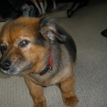 Bear - One Of Our Two Dogs